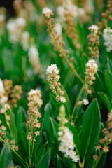 Dracaena cochinchinensis flower or Dracaena loureiroi in a field.