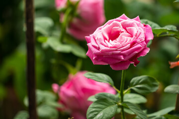 Beautiful Pink Rose in Full Bloom with Lush Green Leaves in a Garden Setting