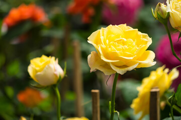 Beautiful Pink Rose in Full Bloom with Lush Green Leaves in a Garden Setting