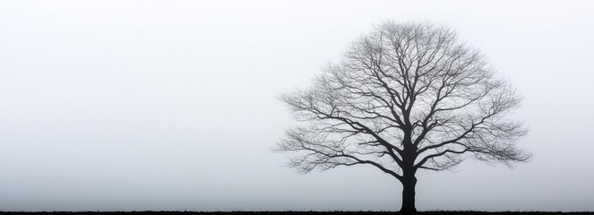 Lonely bare tree silhouetted against a misty white background.