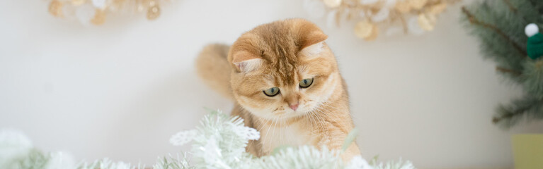 winter holiday and cat concept with british cat wear silk scarf and play with pine and christmas tree decorate background