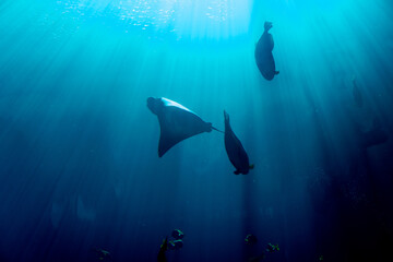 Obraz premium scene with manta ray