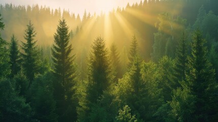 Carbon Sequestration: This process involves capturing atmospheric carbon dioxide and storing it in natural environments, helping to alleviate climate change effects.