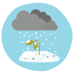 雪の被害を受けた農作物