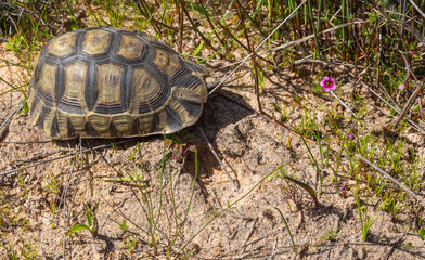 The red-belly tortoise seen near Darling in the Western Cape of South Africa