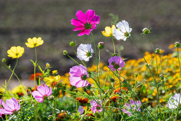 色とりどりに咲くコスモス畑のコスモスの花