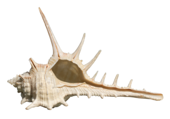Spiky Murex seashell isolated on white