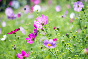 風に揺れるコスモス