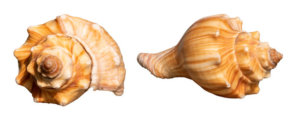 brown seashell isolated on white