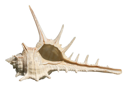 Spiky Murex seashell isolated on white