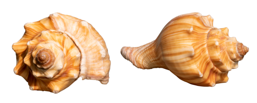 brown seashell isolated on white