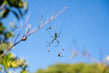 獲物を待つジョロウグモ