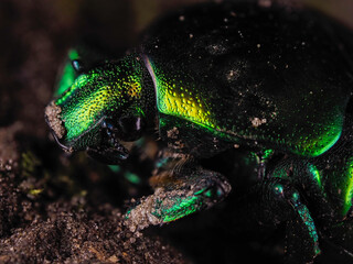 Close up macro of a green beetle