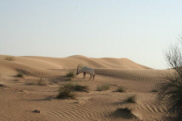 Arabian oryx eating grass in blissful Dubai Desert on soft  and textured dune sand