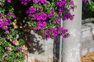 Purple Bougainvillea bush on the street