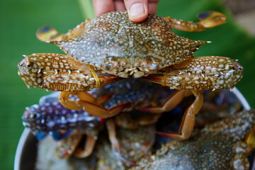 Close-up view of hand holding blue swimming crab