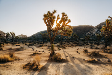Sunlit Joshua tree in a vast desert landscape with mountain backdrop