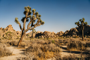Joshua trees under a clear sky with rocky desert landscape