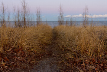 beach grass with trees water blue pink sky with white clouds