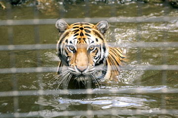 Tiger Swimming in Water at the Zoo