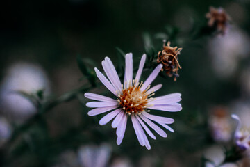 One pink astra flower close up
