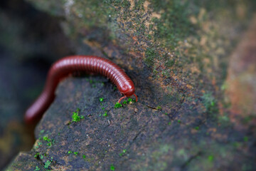 Close-up of Millipede on rock
