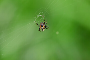 Close-up view of spider on web
