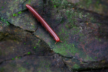 Close-up of Millipede on rock
