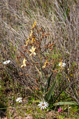 yellow flowering Wachendorfia sp. in natural habitat