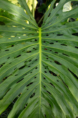 Close-up of a vibrant green monstera leaf with natural holes © Cavan