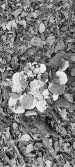 Macro  - Forest - Europe, Romania, Suceava region