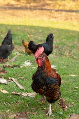 A vibrant rooster stands on grass with hens in the background