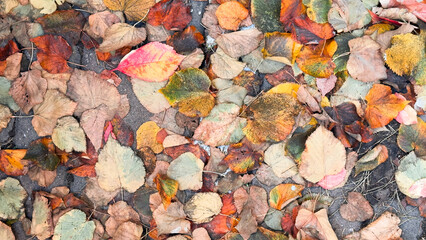 A close-up of a variety of colorful fallen autumn leaves scattered across the ground, displaying shades of red, orange, yellow, and brown, symbolizing the season’s natural beauty.