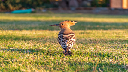 Eurasian hoopoe or Common hoopoe (Upupa epops) bird close-up on natural green grass background