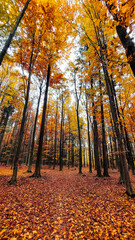 Fototapeta premium Landscapes - Forest - Europe, Romania, Suceava region