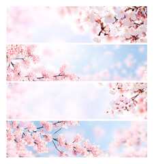 Set of horizontal banner with sakura flowers of white and pink colors. Collection of beautiful...