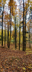 Landscapes - Forest - Europe, Romania, Suceava region