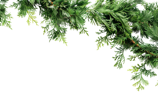 Fir tree branches isolated on white or transparent background