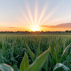 A vibrant sunset over a field of corn, with the sun's rays radiating across the sky.