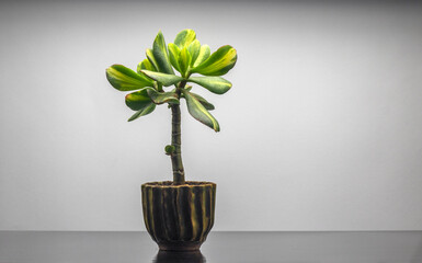 Beautiful money tree Crassula Blue bird mediovariegated. Bonsai style. Indoor plant