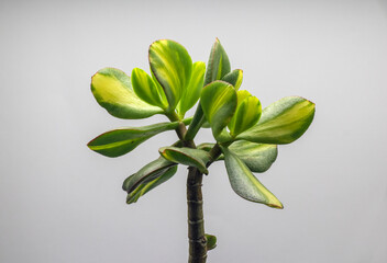Beautiful money tree Crassula Blue bird mediovariegated. Bonsai style. Indoor plant