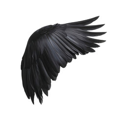 Obraz premium A black wing of a bird with black feathers