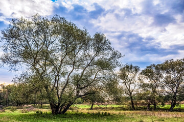 Landscapes - Forest - Europe, Romania, Suceava region