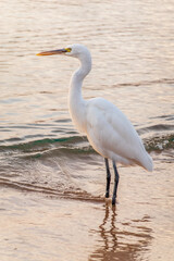 Great egret (Ardea alba), a medium-sized white heron fishing on the sea beach