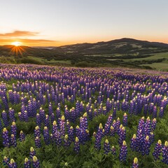 Fototapeta premium Sunrise over a field of purple wildflowers with a mountain range in the background.