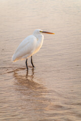 Fototapeta premium Great egret (Ardea alba), a medium-sized white heron fishing on the sea beach