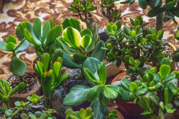 Money trees - crassulas of different varieties stand on the floor. Beautiful background of plants