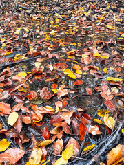 Landscapes - Forest - Europe, Romania, Suceava region