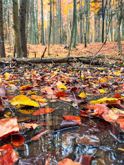 Landscapes - Forest - Europe, Romania, Suceava region