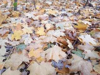 Colorful leaves and autumn 
